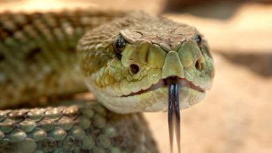 Study finds need for producing region-wise antivenom for snakebite